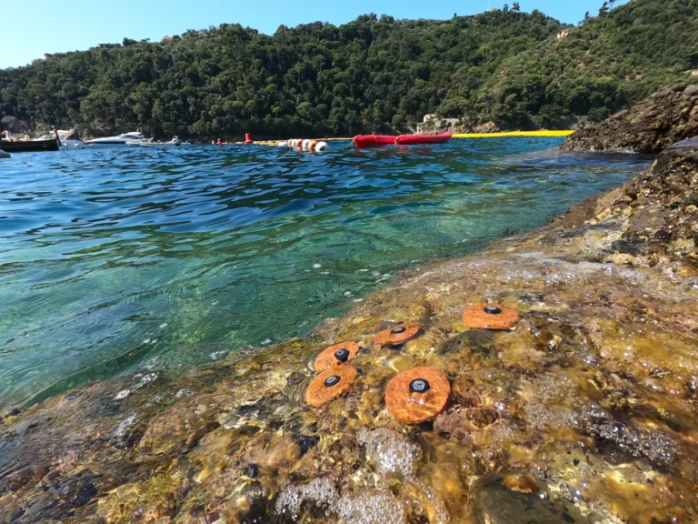Portofino Seaweed Garden: un giardino di alghe custodito dalla comunità outdoor nell’Area Marina Protetta di Portofino Portofino Seaweed Garden: un giardino di alghe custodito dalla comunità outdoor nell’Area Marina Protetta di Portofino: stelle marine sugli scogli in acqua bassa