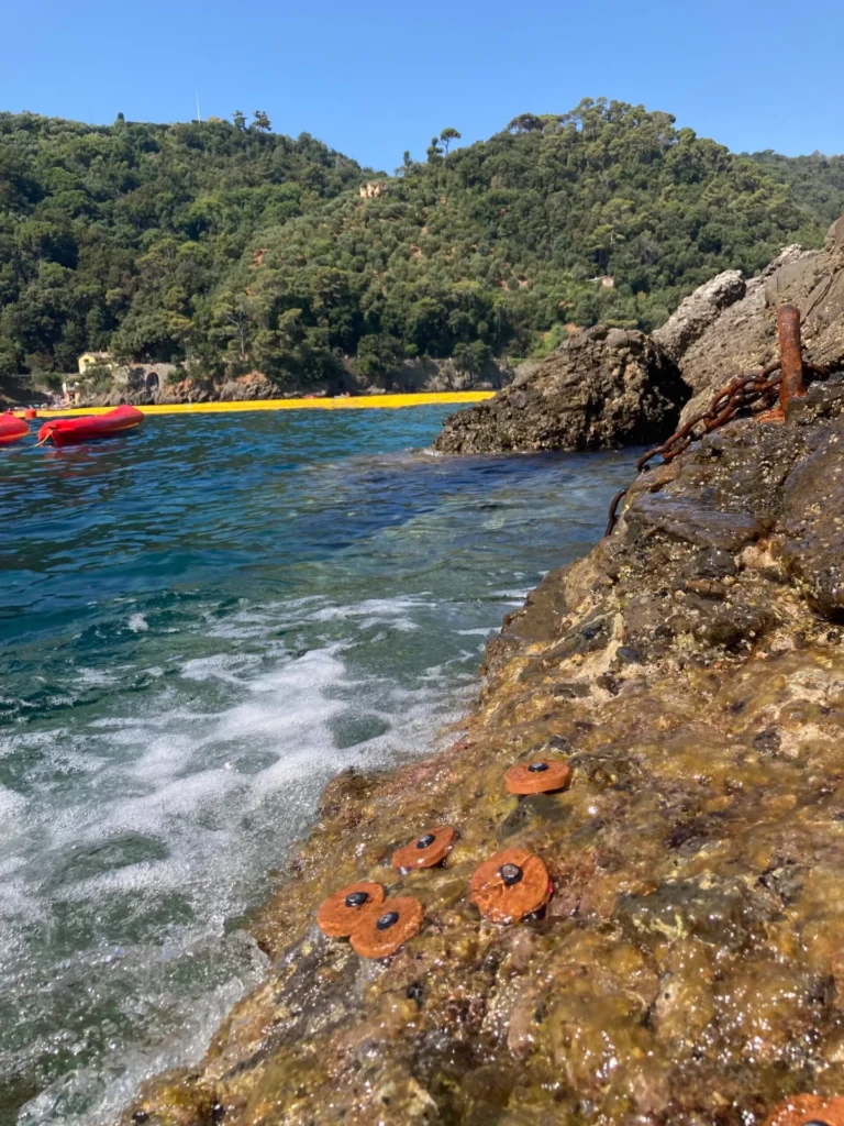 Portofino Seaweed Garden: un giardino di alghe custodito dalla comunità outdoor nell’Area Marina Protetta di Portofino Portofino Seaweed Garden: un giardino di alghe custodito dalla comunità outdoor nell’Area Marina Protetta di Portofino: stelle marine sugli scogli lungo la costa del promontorio