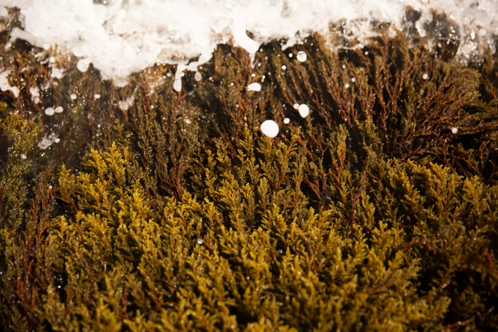 Portofino Seaweed Garden: un giardino di alghe custodito dalla comunità outdoor nell’Area Marina Protetta di Portofino: alghe di Cystoseira sul fondale