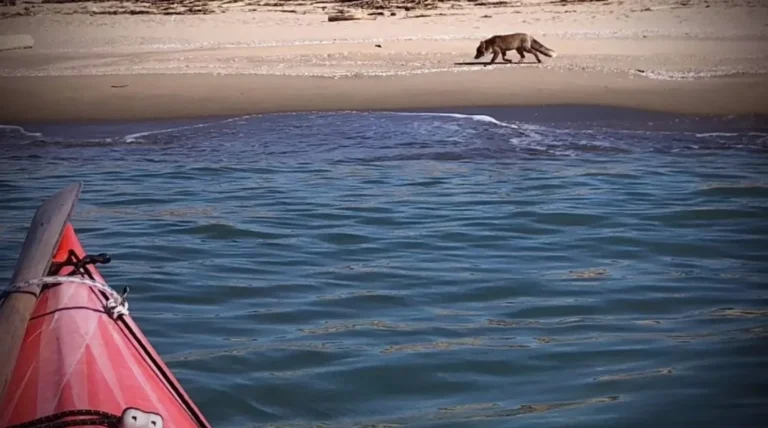 News Un Kayak e una Volpe -16 Febbraio 2021: prua del kayak verso la volpe sulla spiaggia